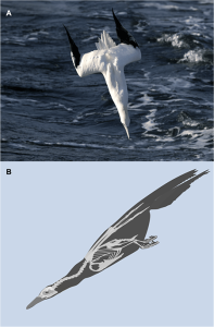 A bird folds its wings back and extends its neck as it falls toward the ocean and prepares to hit the water surface. A cross-section of its skeleton shows the neck vertebrae are not straight, but have curves.