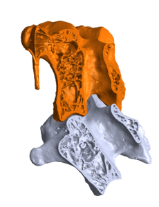 Two vertebrae with no damping between them.