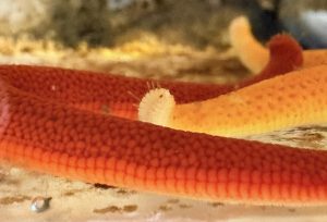 A sea star eye which looks like a small red dot, on the under tip of one arm.