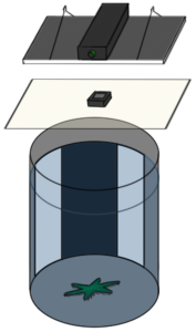 A grey cylindrical tank for testing sea stars, with a black-on-white stripe on one side. The tank is lit from above with a full-spectrum lamp. The light passes through a diffuser paper layer that also holds a camera for filming the trials.