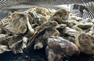 Closeup of a pile of closed Pacific oysters.